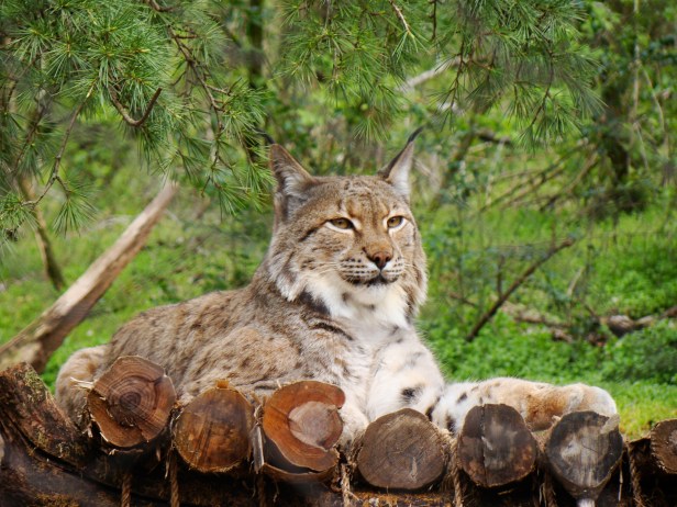 Eurasian Lynx