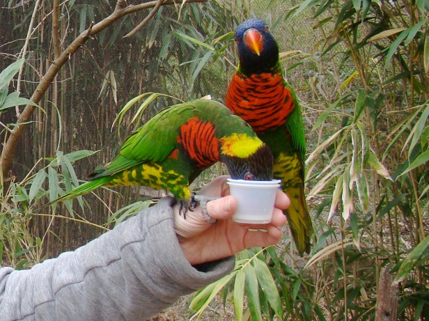 Feeding Lorikeets