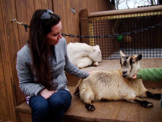 Petting A Goat