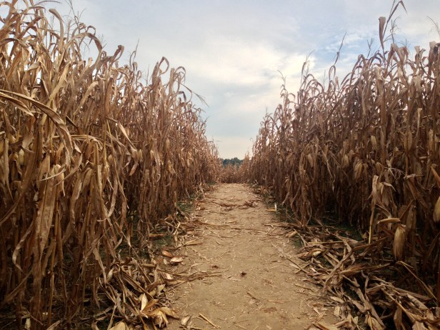 Corn Maze