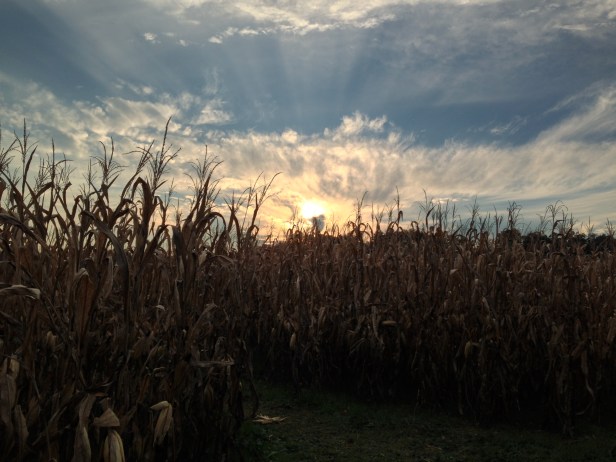 Corn Sunset
