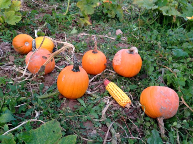Pumpkins on the Ground