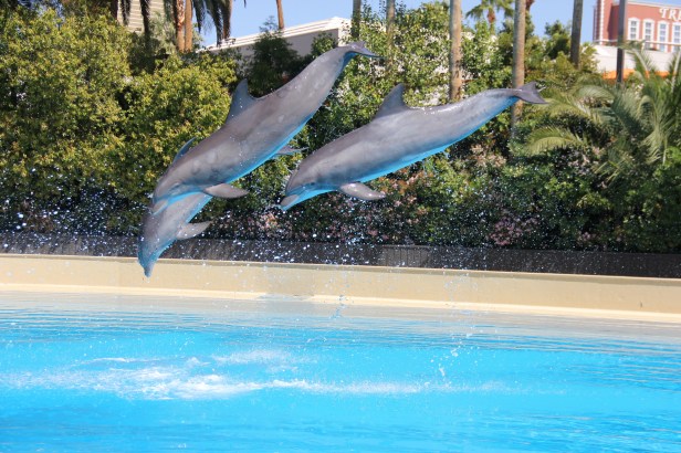 Dolphin Jumps