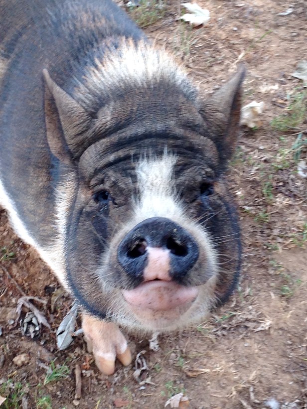 Pot Belly Pig
