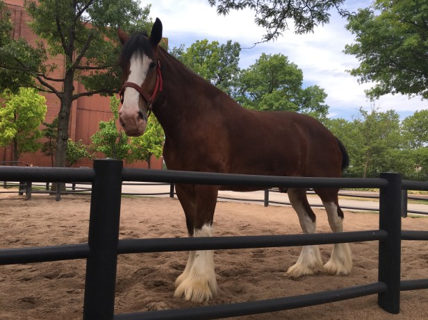 Anheuser Busch Clydesdale