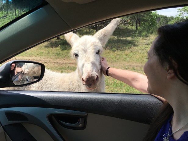 Custer State Park Begging Burrow