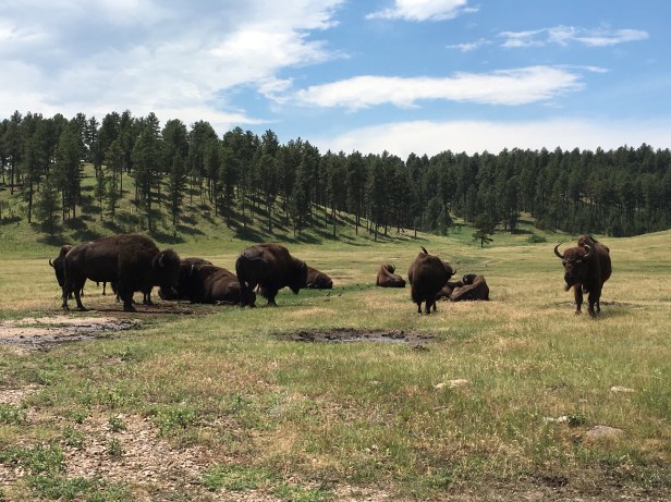 Custer State Park Buffalo