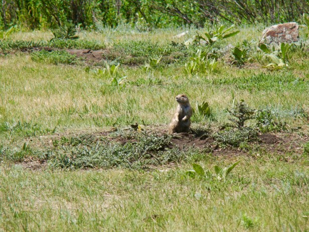 Custer State Park Prarie Dog