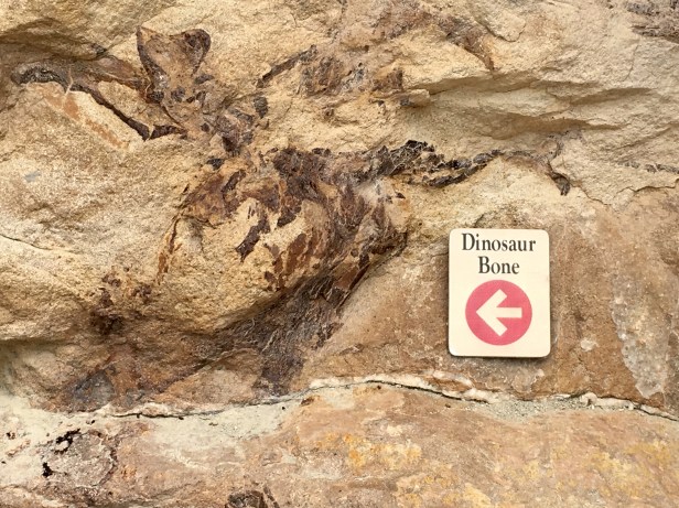 Dinosaur Bones