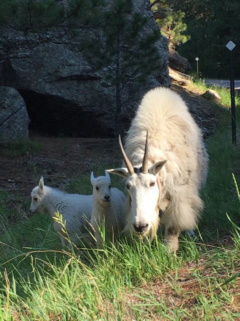 Mt. Rushmore Mountain Goat