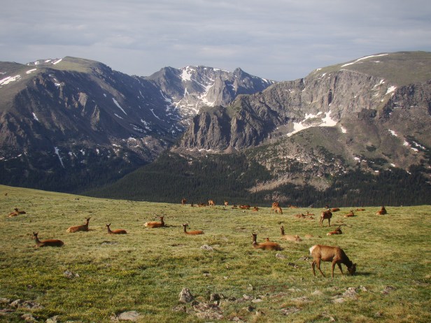 Rocky Mountain National Park Elk
