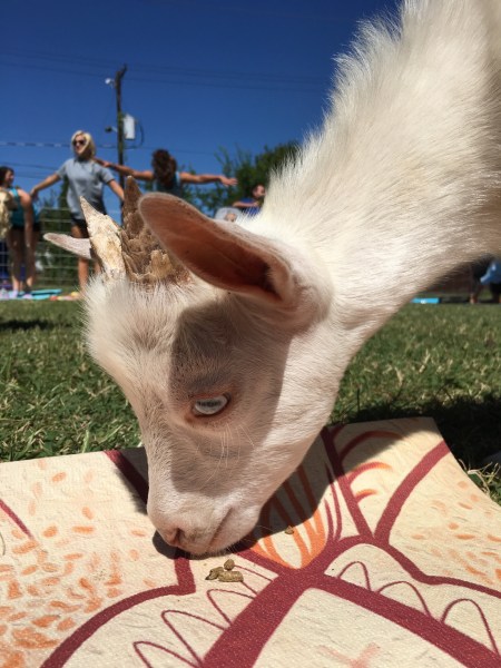 Goat Yoga
