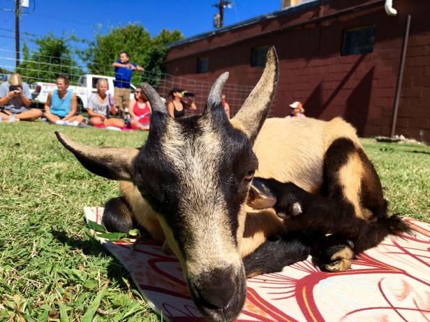 Goat Yoga