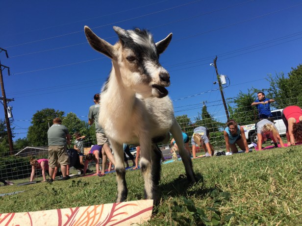 Goat Yoga