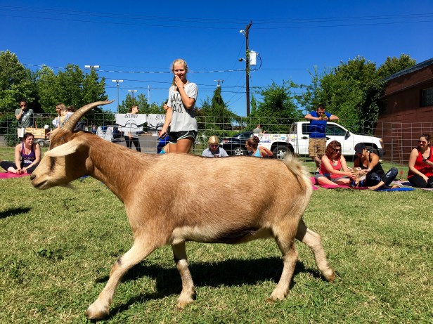 Goat Yoga